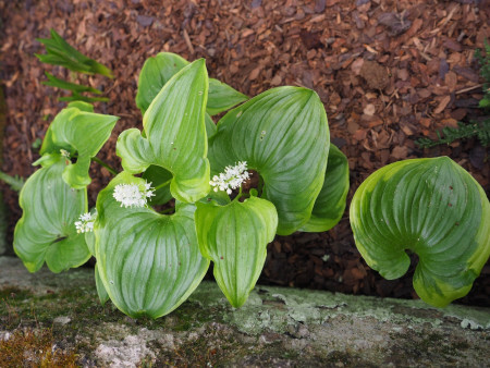 Maianthemum dilatatum ´Baby Moon´